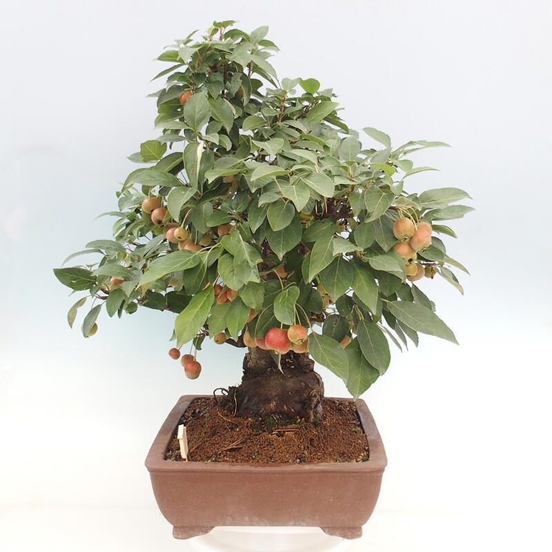 Venkovní bonsai -Malus halliana - Maloplodá jabloň