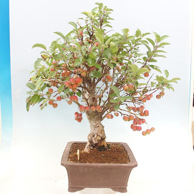 Venkovní bonsai -Malus halliana - Maloplodá jabloň