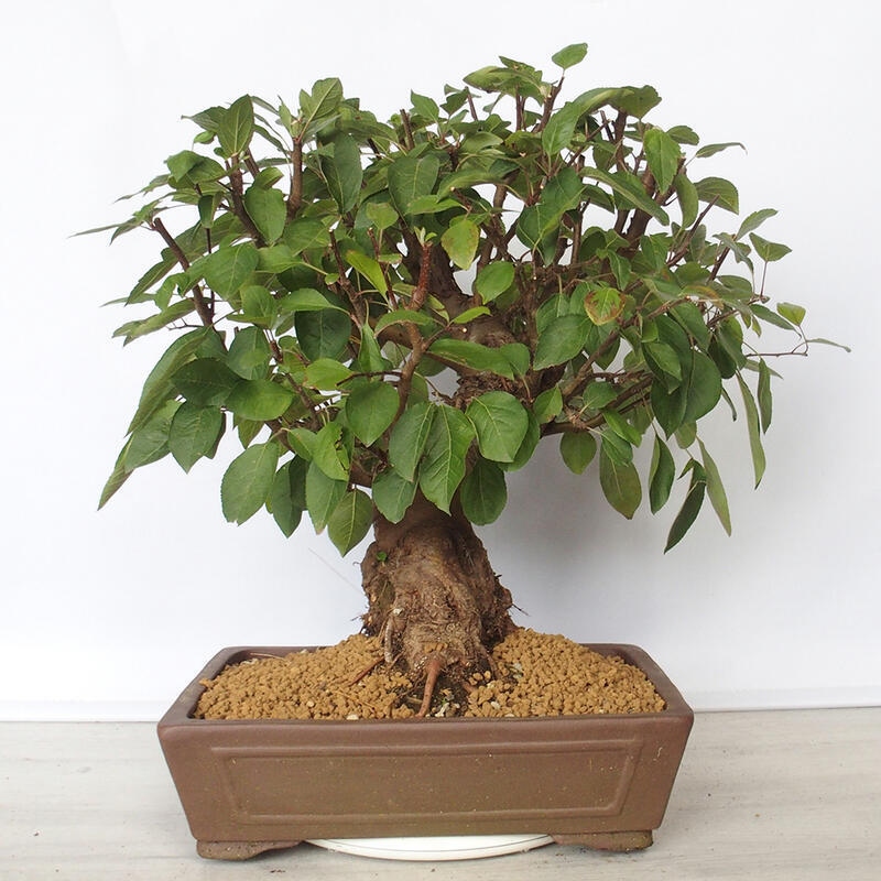 Venkovní bonsai -Malus halliana - Maloplodá jabloň