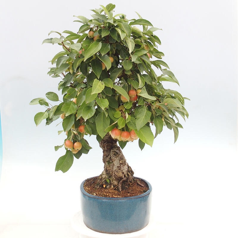 Venkovní bonsai -Malus halliana - Maloplodá jabloň