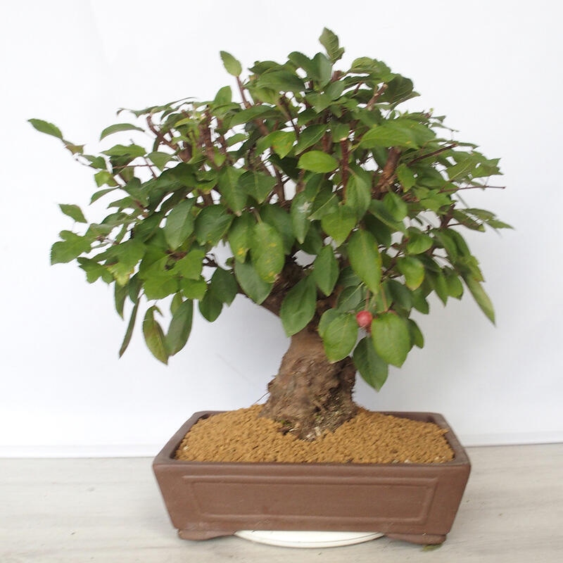 Venkovní bonsai -Malus halliana - Maloplodá jabloň