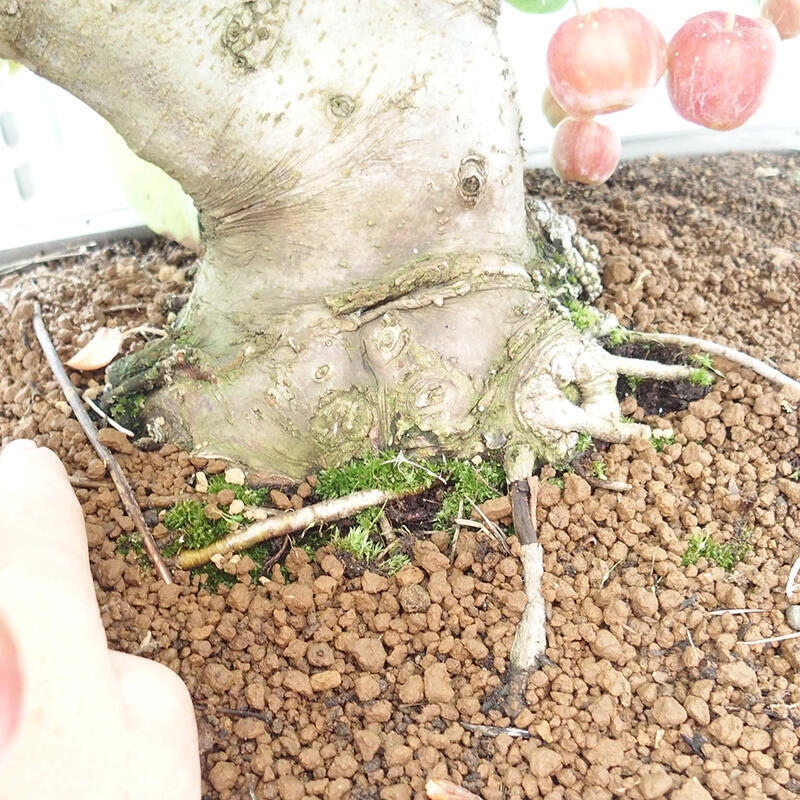 Venkovní bonsai -Malus halliana - Maloplodá jabloň