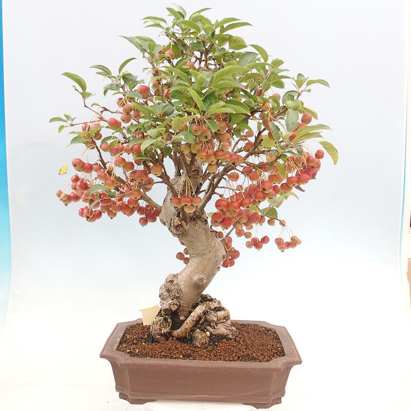 Venkovní bonsai -Malus halliana - Maloplodá jabloň