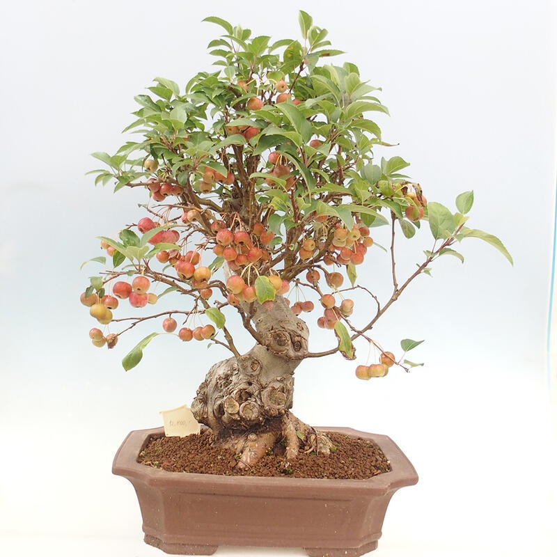 Venkovní bonsai -Malus halliana - Maloplodá jabloň