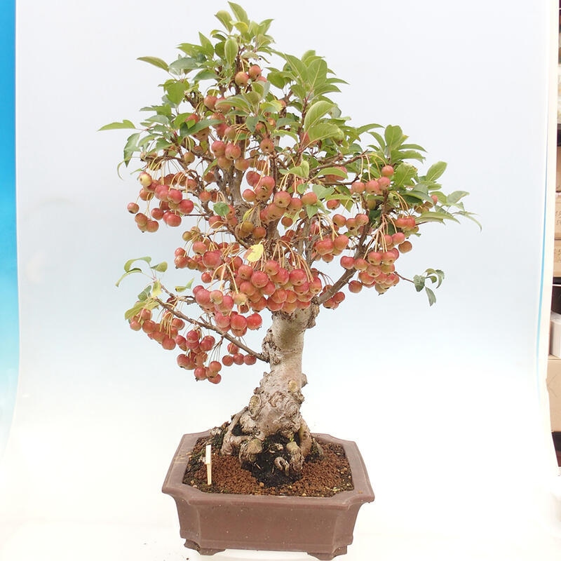 Venkovní bonsai -Malus halliana - Maloplodá jabloň