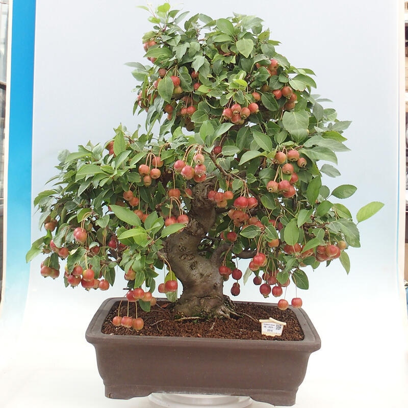 Venkovní bonsai -Malus halliana - Maloplodá jabloň