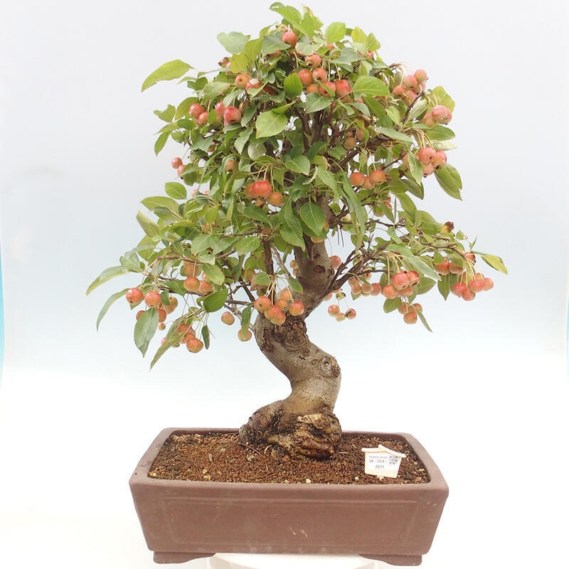 Venkovní bonsai -Malus halliana - Maloplodá jabloň