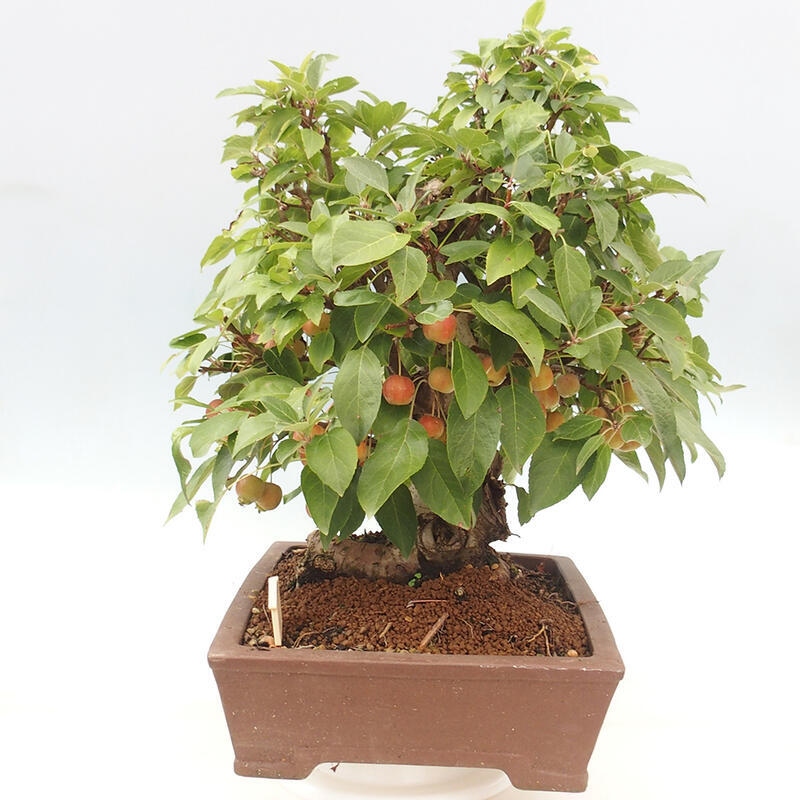 Venkovní bonsai -Malus halliana - Maloplodá jabloň