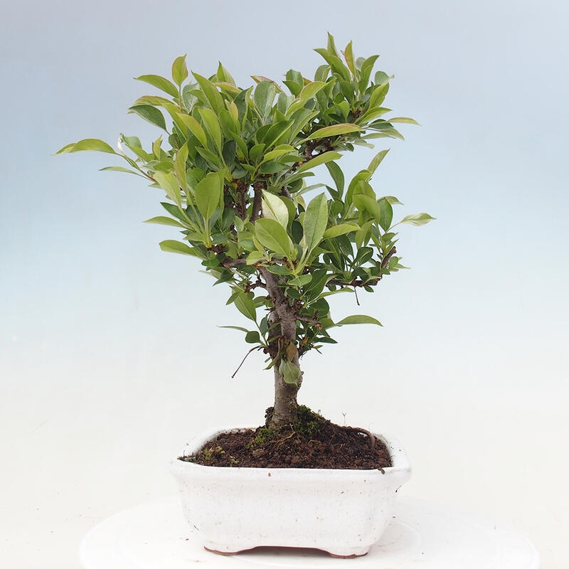 Venkovní bonsai - Malus sargentii -  Maloplodá jabloň