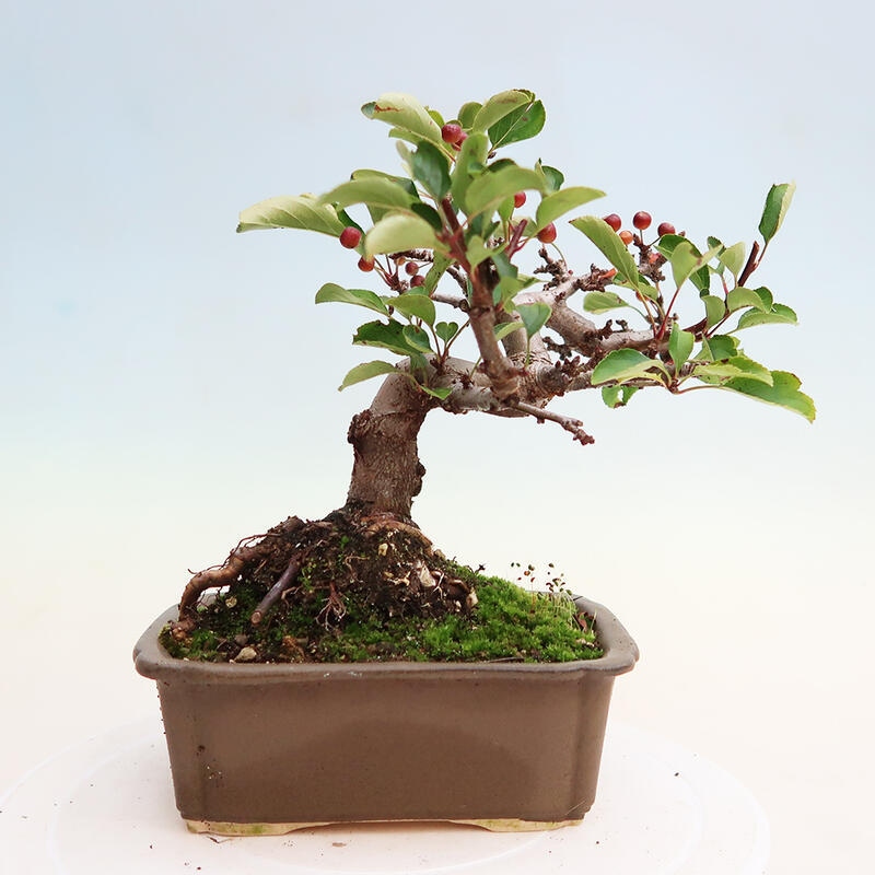 VENKOVNÍ BONSAI - MALUS SARGENTII - MALOPLODÁ JABLOŇ