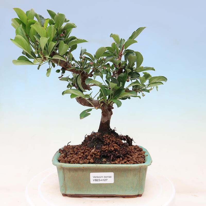 Venkovní bonsai - Malus sargentii -  Maloplodá jabloň