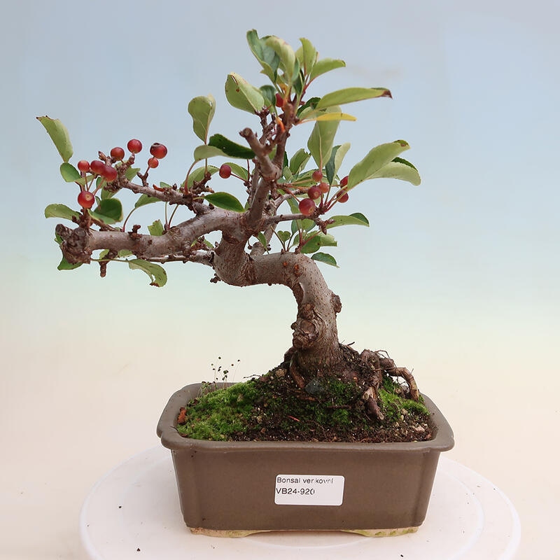 VENKOVNÍ BONSAI - MALUS SARGENTII - MALOPLODÁ JABLOŇ