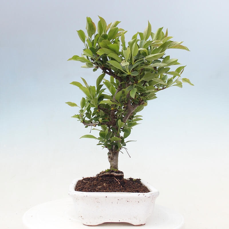 Venkovní bonsai - Malus sargentii -  Maloplodá jabloň