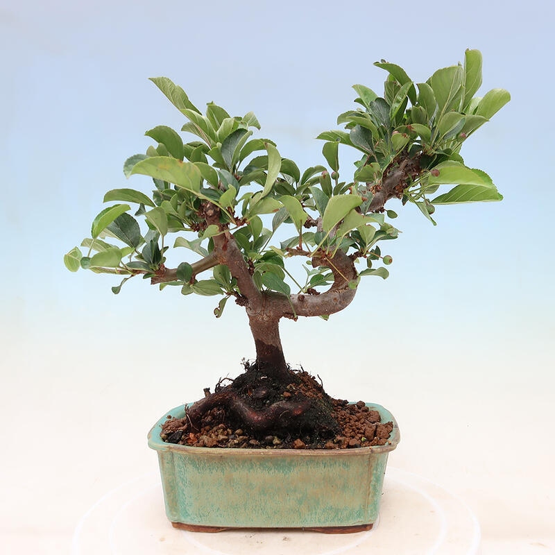 Venkovní bonsai - Malus sargentii -  Maloplodá jabloň