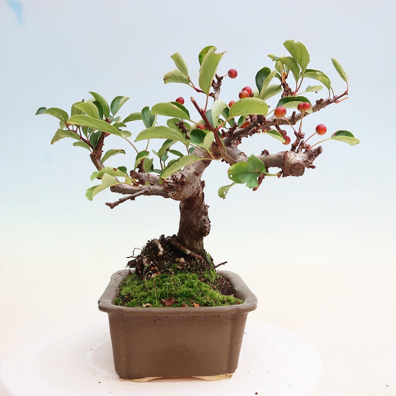 VENKOVNÍ BONSAI - MALUS SARGENTII - MALOPLODÁ JABLOŇ