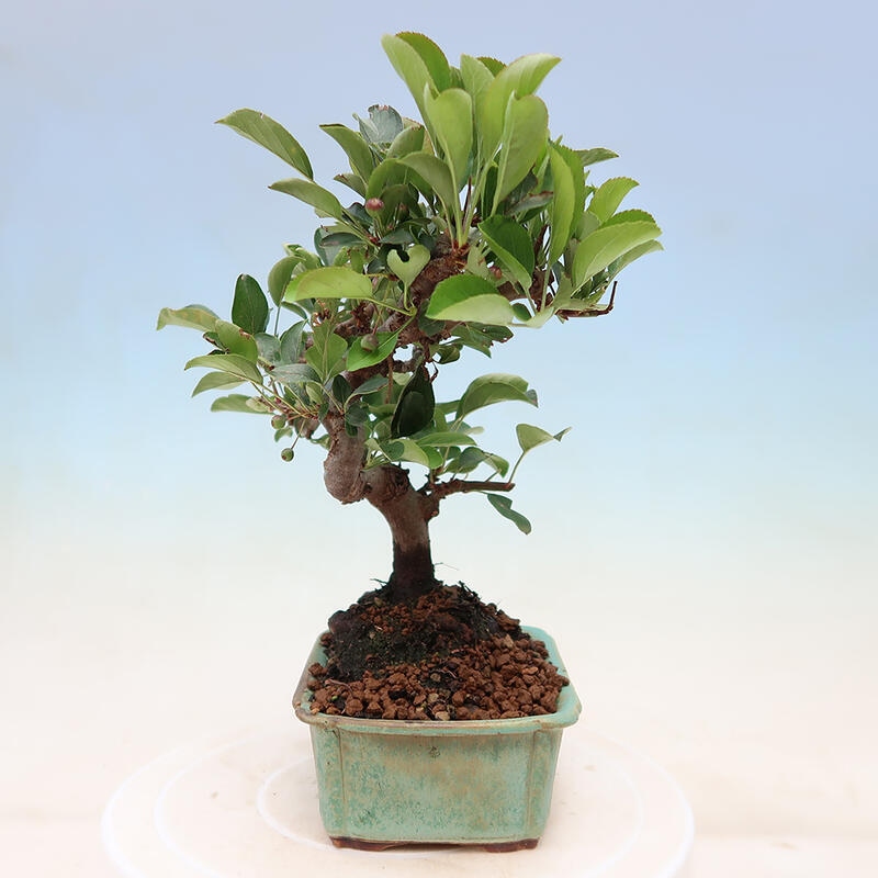 Venkovní bonsai - Malus sargentii -  Maloplodá jabloň