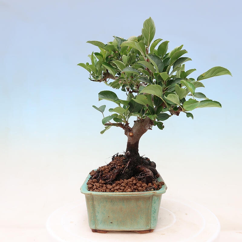 Venkovní bonsai - Malus sargentii -  Maloplodá jabloň