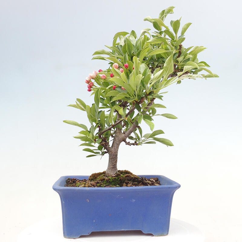 Venkovní bonsai - Malus sargentii -  Maloplodá jabloň