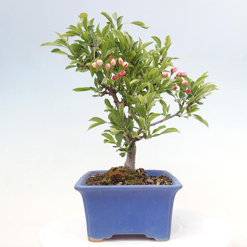 Venkovní bonsai - Malus sargentii -  Maloplodá jabloň