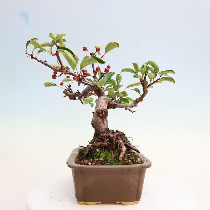 VENKOVNÍ BONSAI - MALUS SARGENTII - MALOPLODÁ JABLOŇ