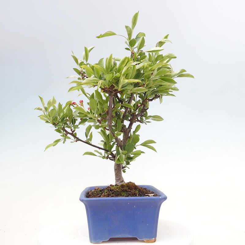 Venkovní bonsai - Malus sargentii -  Maloplodá jabloň