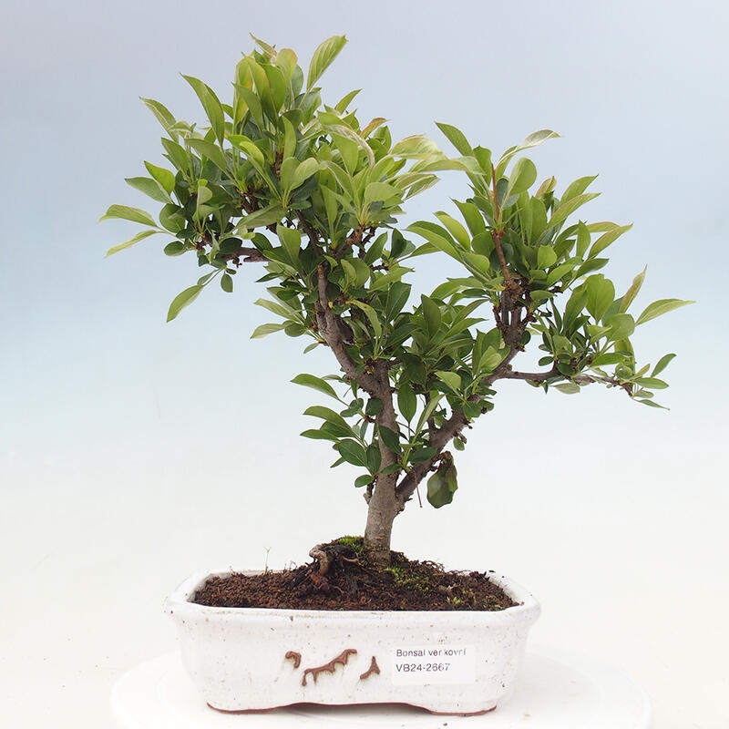 Venkovní bonsai - Malus sargentii -  Maloplodá jabloň