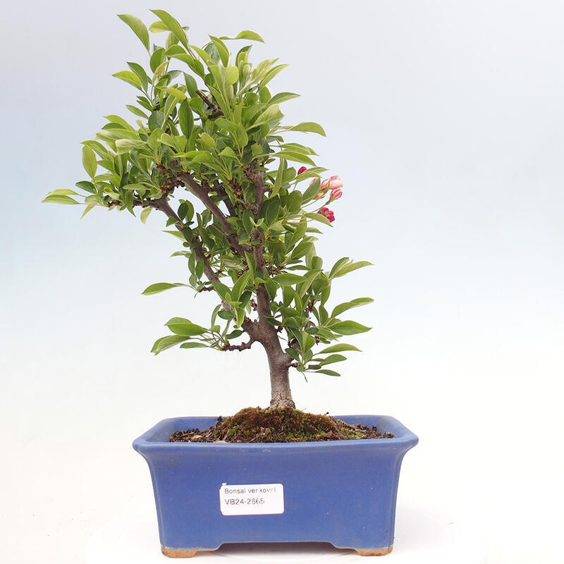 Venkovní bonsai - Malus sargentii -  Maloplodá jabloň