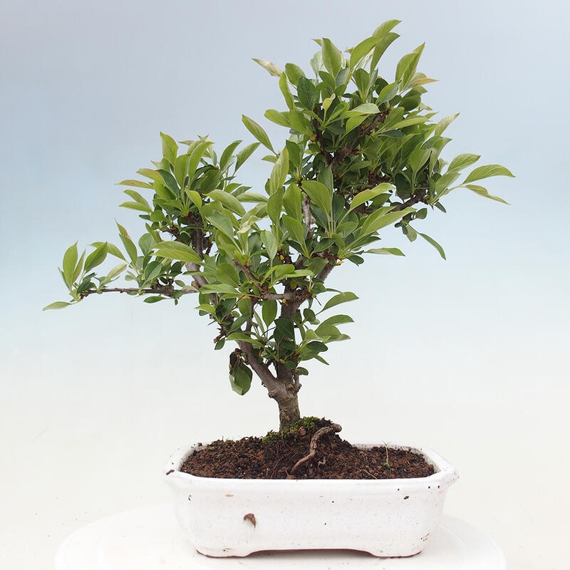 Venkovní bonsai - Malus sargentii -  Maloplodá jabloň