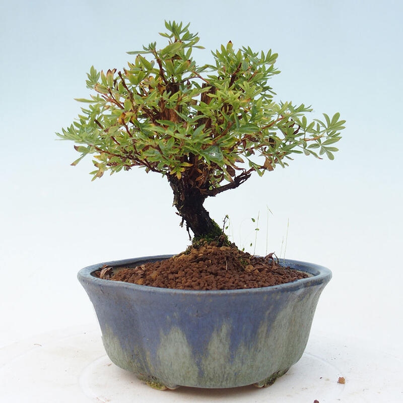 Venkovní bonsai-Mochna křovitá - potentila fruticosa yellow Bird