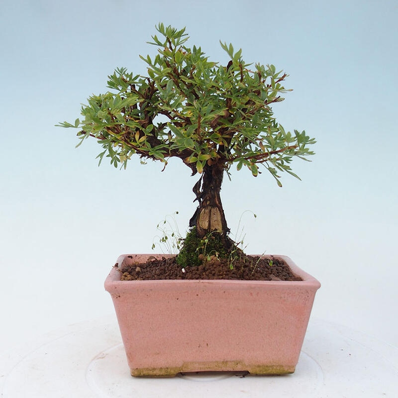 Venkovní bonsai-Mochna křovitá - potentila fruticosa yellow Bird