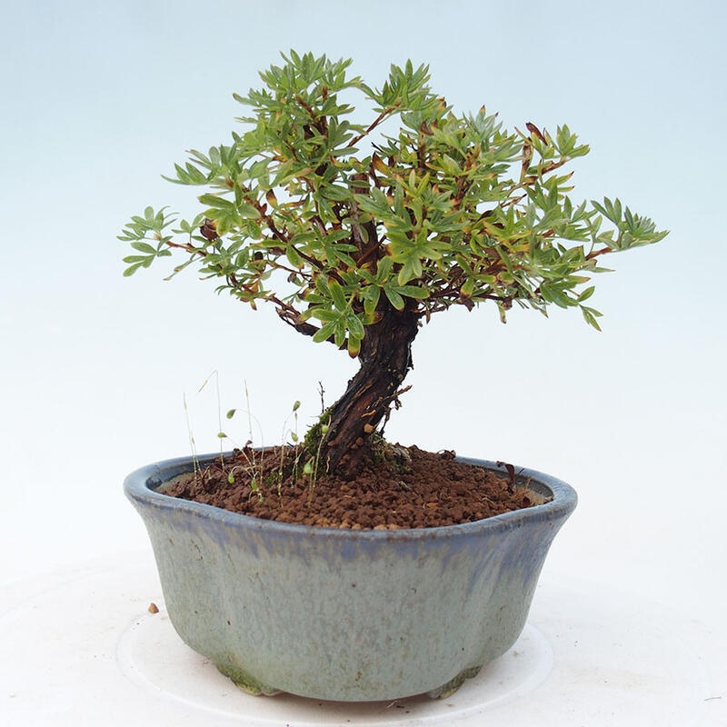 Venkovní bonsai-Mochna křovitá - potentila fruticosa yellow Bird