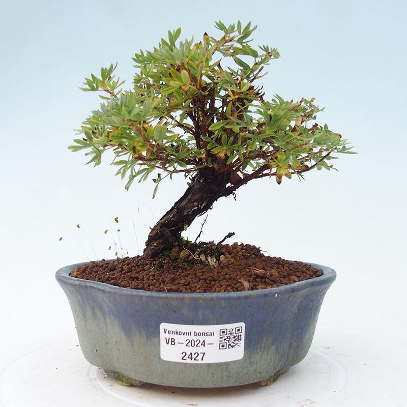 Venkovní bonsai-Mochna křovitá - potentila fruticosa yellow Bird