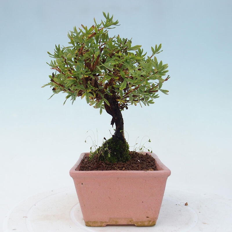 Venkovní bonsai-Mochna křovitá - potentila fruticosa yellow Bird