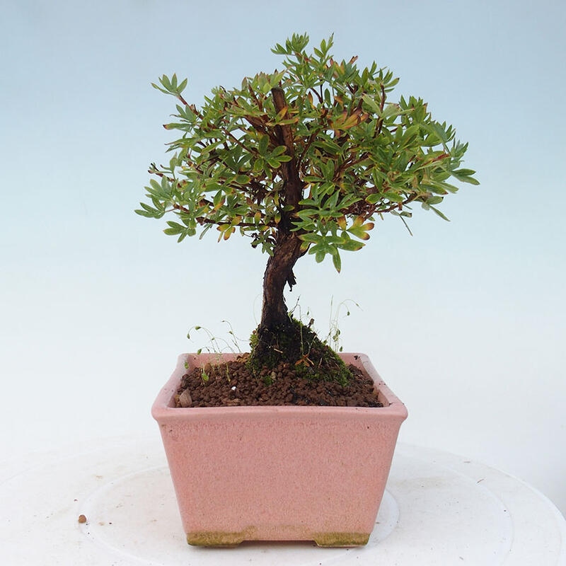 Venkovní bonsai-Mochna křovitá - potentila fruticosa yellow Bird