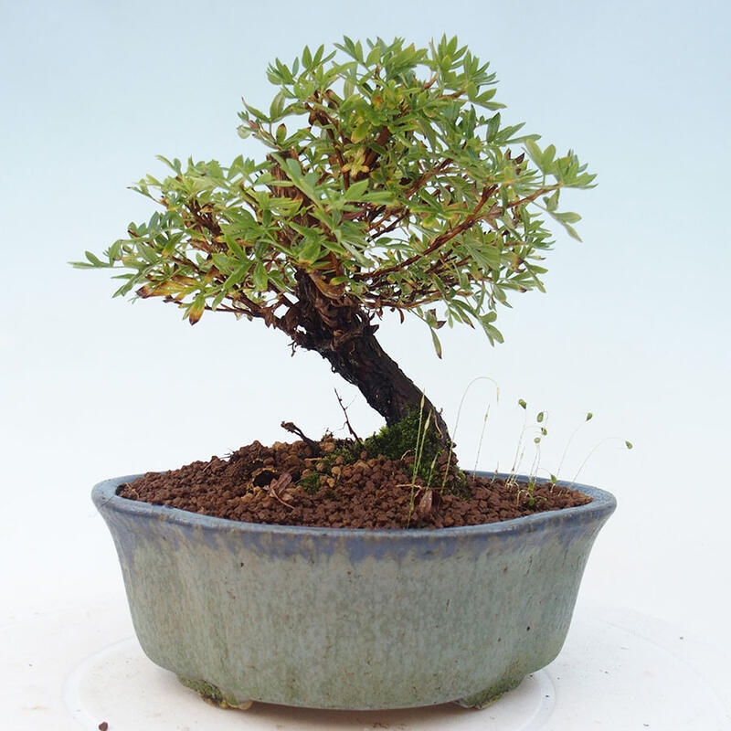 Venkovní bonsai-Mochna křovitá - potentila fruticosa yellow Bird