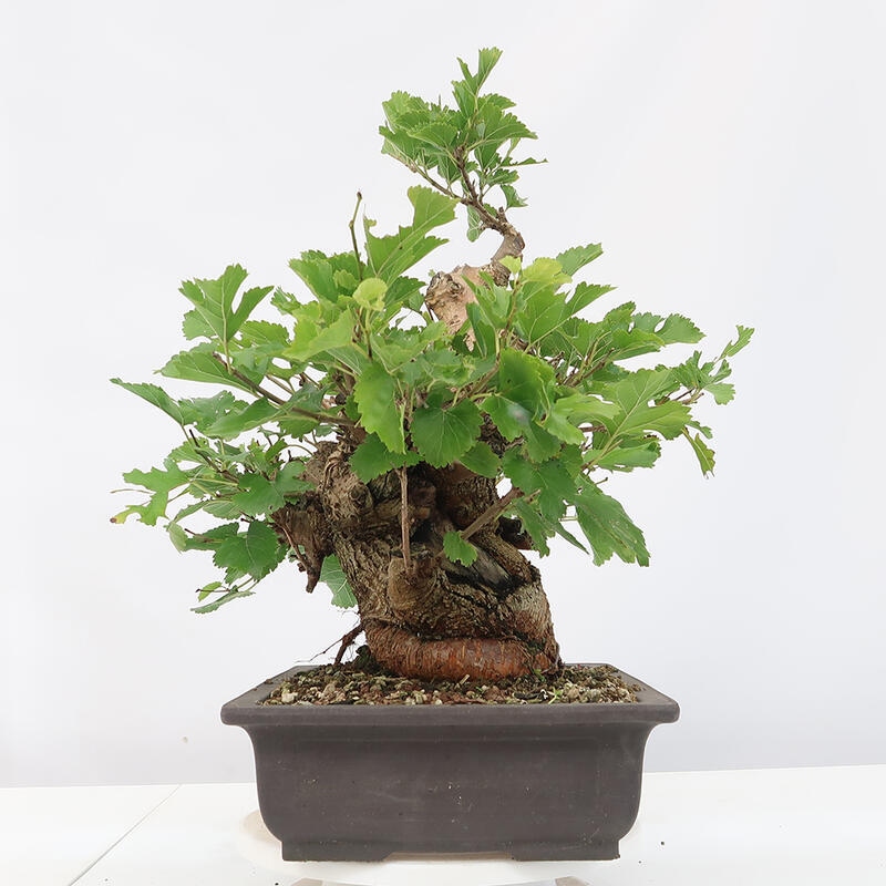 Venkovní bonsai -Morus alba - moruše