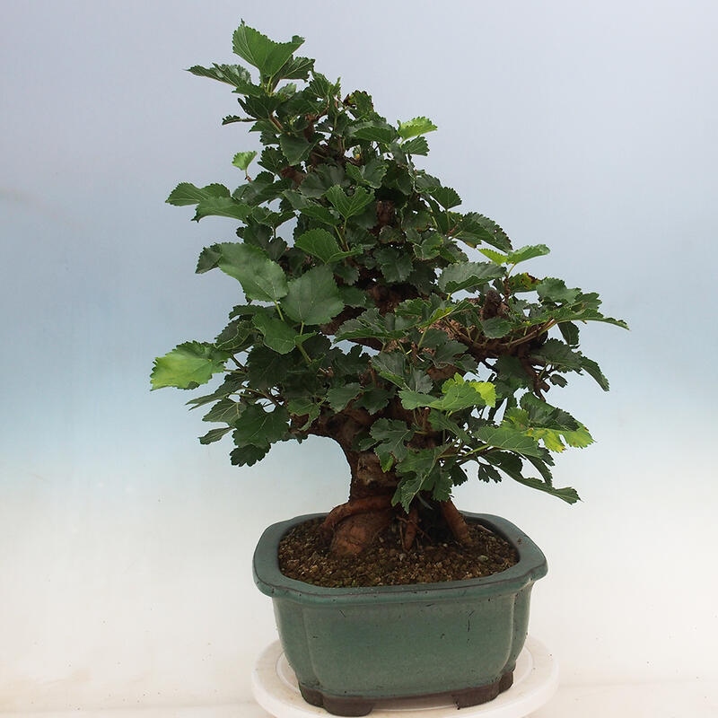 Venkovní bonsai -Morus alba - moruše