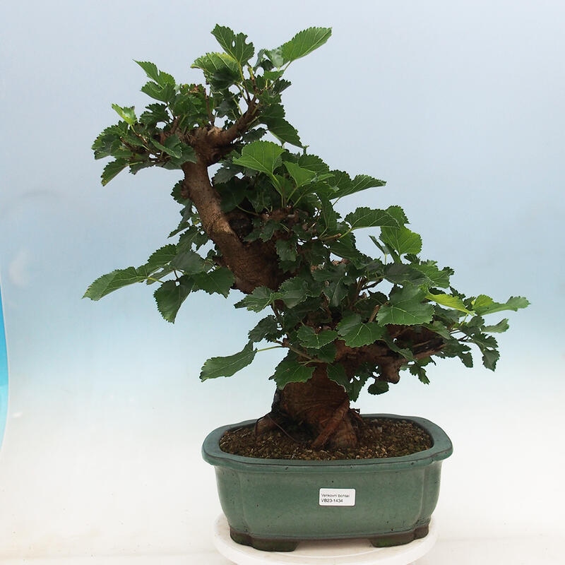 Venkovní bonsai -Morus alba - moruše