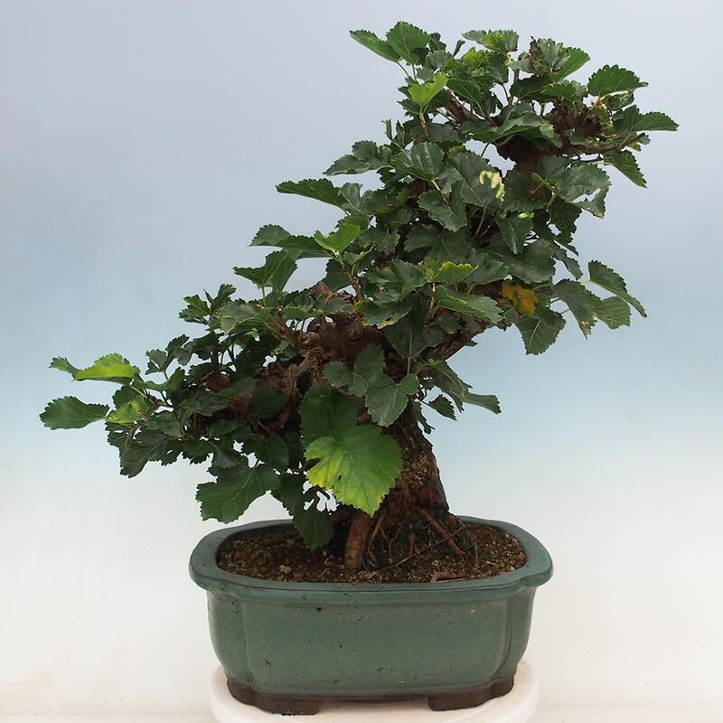 Venkovní bonsai -Morus alba - moruše