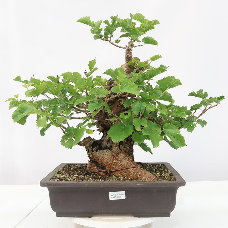 Venkovní bonsai -Morus alba - moruše