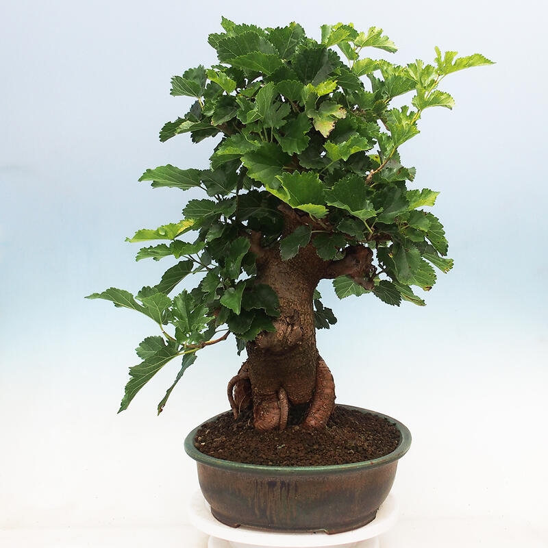 Venkovní bonsai -Morus alba - moruše