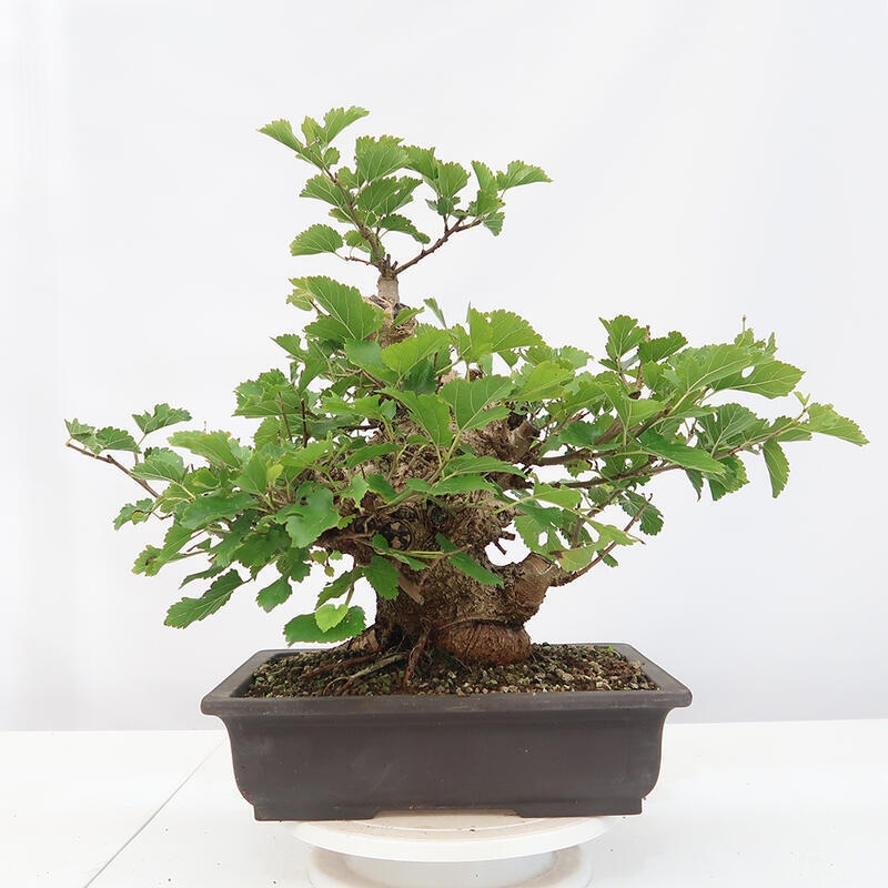 Venkovní bonsai -Morus alba - moruše