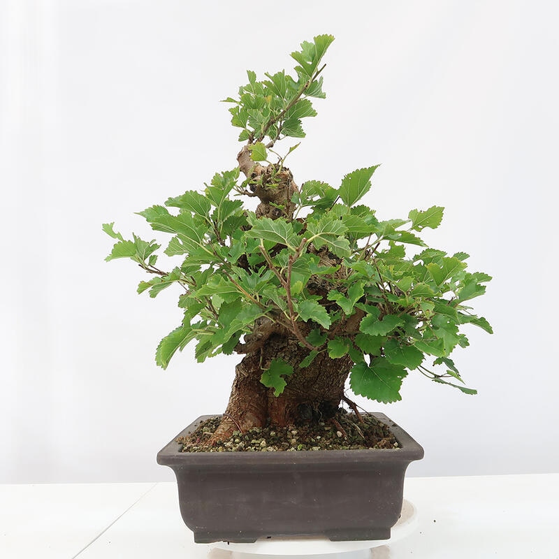 Venkovní bonsai -Morus alba - moruše