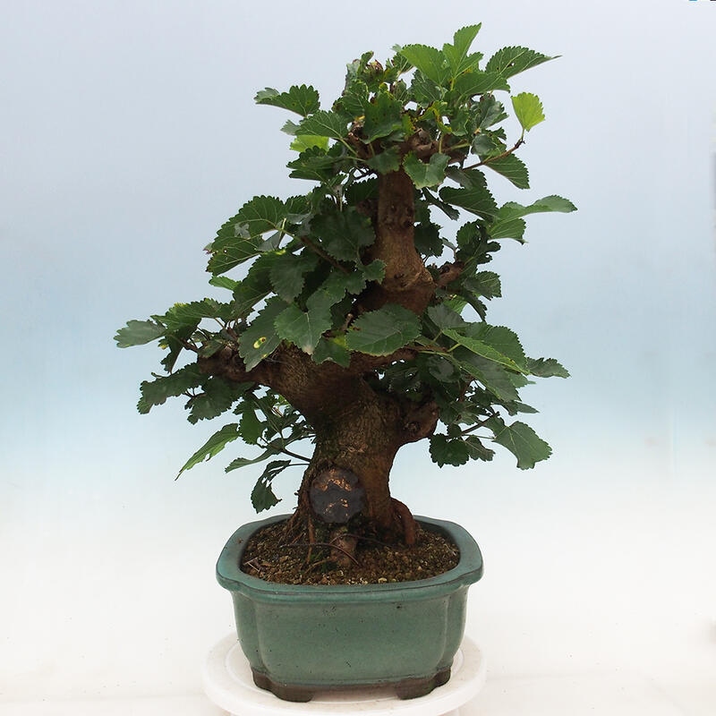 Venkovní bonsai -Morus alba - moruše