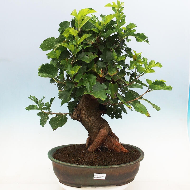 Venkovní bonsai -Morus alba - moruše