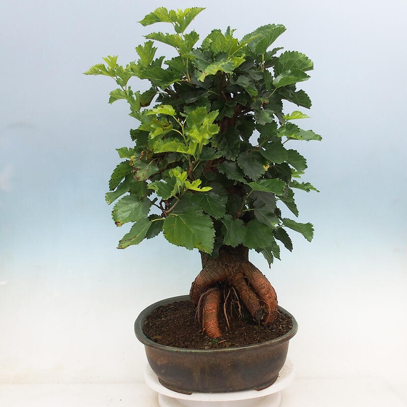 Venkovní bonsai -Morus alba - moruše