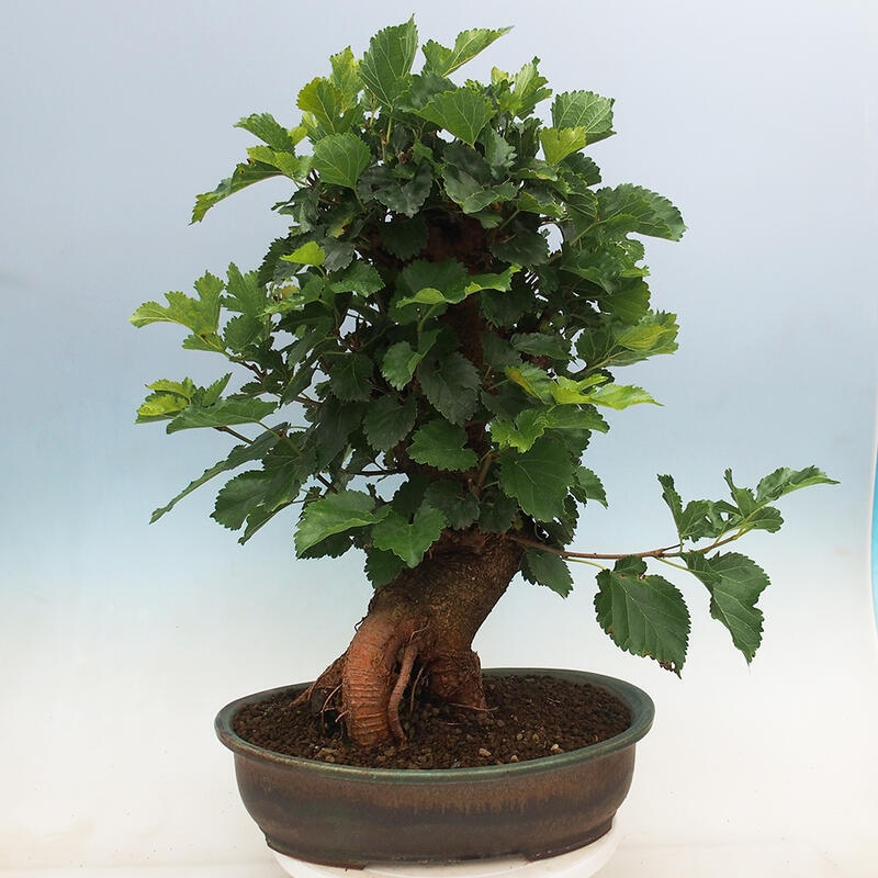 Venkovní bonsai -Morus alba - moruše