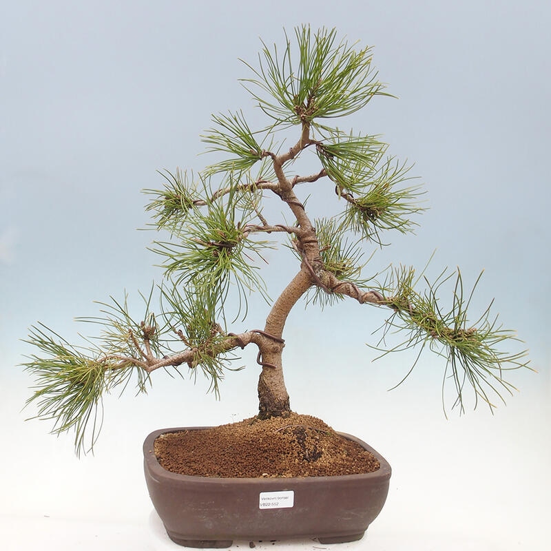 Venkovní bonsai - Pinus mugo   - Borovice kleč