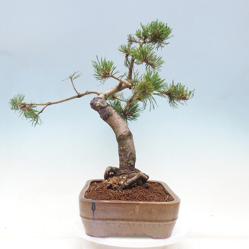 Venkovní bonsai - Pinus mugo   - Borovice kleč