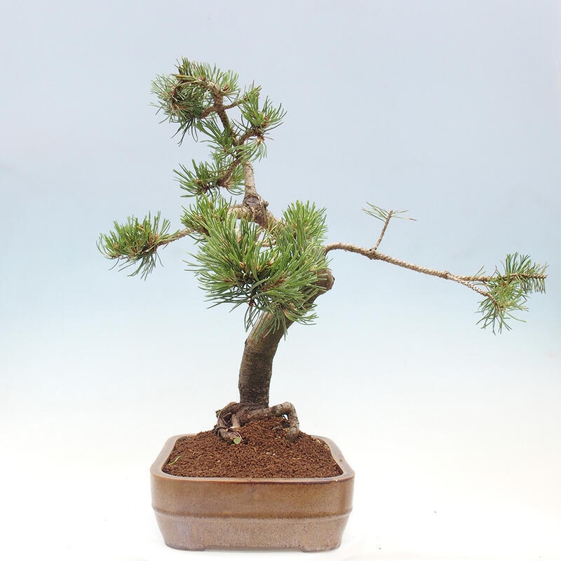 Venkovní bonsai - Pinus mugo   - Borovice kleč